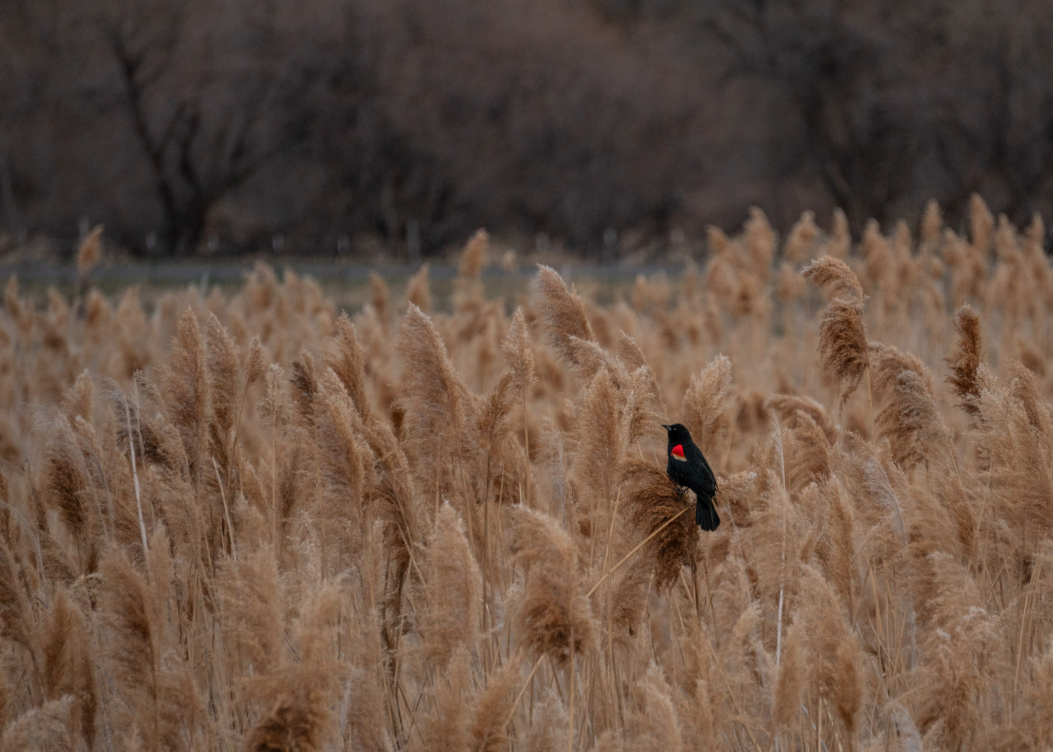 A Redwing Blackbird perches in the golden feathery tops of grass, trees dark in the background